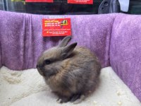 CÜCE NETHERLAND DWARF TAVŞANLAR