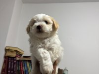 AYI SURAT MALTİPOO BEBEKLERİM