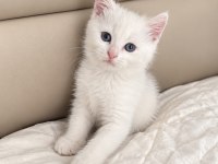 British Shorthair 2 Aylık Erkek Kedi