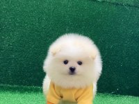 Orjinal Pomeranian