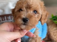 Türünün en yakışıklısı maltipoo