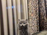 BRITISH LONGHAIR YAVRULARIM
