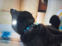 British shorthair kehribar renkli gözlü