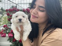 Kar Tanesi Maltese Terrier