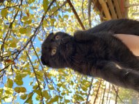 Harika siyah renkte scottish fold yavru