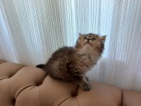 British longhair ve scottish fold yavrularımız