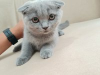 Çok acil 65 günlük safkan scottish fold dişi