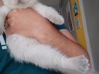 Safkan scottish blue fold
