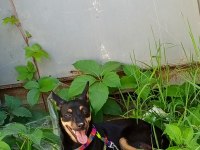 7 aylık dişi pinscher