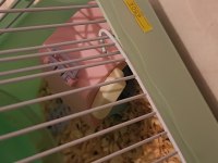 Hızlı gonzales hamster
