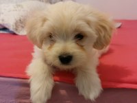 Sevgi dolu Morkie yavruları