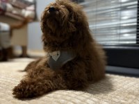 Toy Poodle Brown
