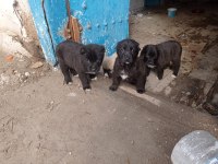 Her ile ilçeye kangal gönderim sağlanmaktadır