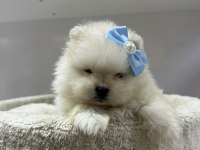 Dünyalar Tatlısı Japon Pomeranian Yavrularımız