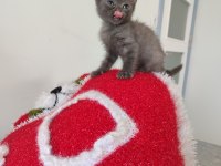 British shorthair bebekleri