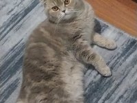 10 aylık dişi maya scottish fold