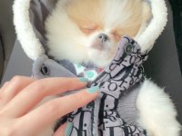 AYI SURAT POMERANİAN BOO