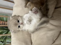 Safkan British Longhair değerinde verilir