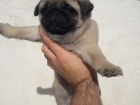 Üst düzey pug yavrularım mevcut iyisini beslemek isteyene