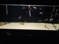 13 erkek Maswa tropheus