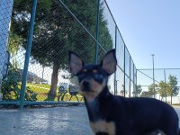 Minyatür oyuncu pinscher yavrumuz