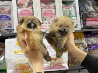 Dişi Sevimli Pomeranian Bebekler