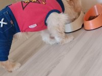 YARAMAZ UFAKLIK MALTİPOO