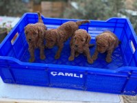 SAFKAN, SAGLIK VE IRK GARANTILI 1 AYLIK TOY POODLE YAVRULAR