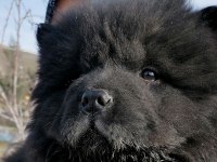 KARA ÇİN ASLANI BEBİŞLER