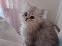 British longhair kedilerim sahipleri bekliyor