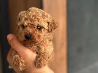 Kore Poodle Yavru Köpeklerimiz