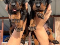 Doberman yavrularımız