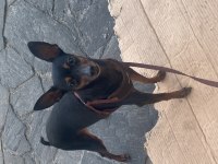 Gözde pinscher köpeğim can dostum ilanda