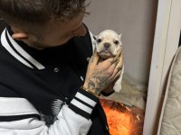 2.5 Aylık Erkek French Bulldog