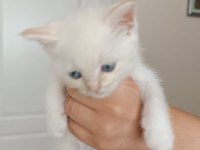 british shorthair yavruları