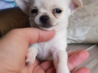 Chihuahua cep boy gerçek teacup ev üretimi çorlu