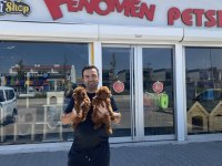 En güzelini arayanlara toy poodle yavrularımız hazır