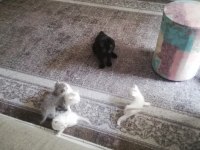 Bursa içi british longhair yavrular