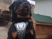 Erkek Rottweiller