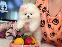 MİKRO CEP BOY DİŞİ POMERANİAN BOO