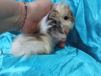 Harika Safkan Peruvian Ginepig Yavrular