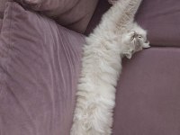 British Longhair Kedim Karameli Sahiplendirmek İstiyorum