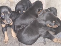 25 günlük doberman köpekleri