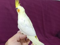 3 aylık yavru sultan papağanı