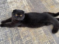 Scottish kedi