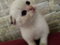 Golden, silver ve lilac scottish fold yavrular