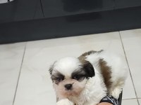 4 Aylık shih tzu Dobby Yeni yuvasını arıyor