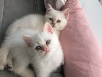 Sahiplendirilecektir british shorthair