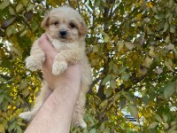 2 AYLIK MALTİPOO