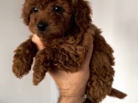 Peluş Tadında Orjinal Minik Boy Poodle Bebekler